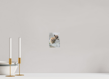Bouquetin / Ibex