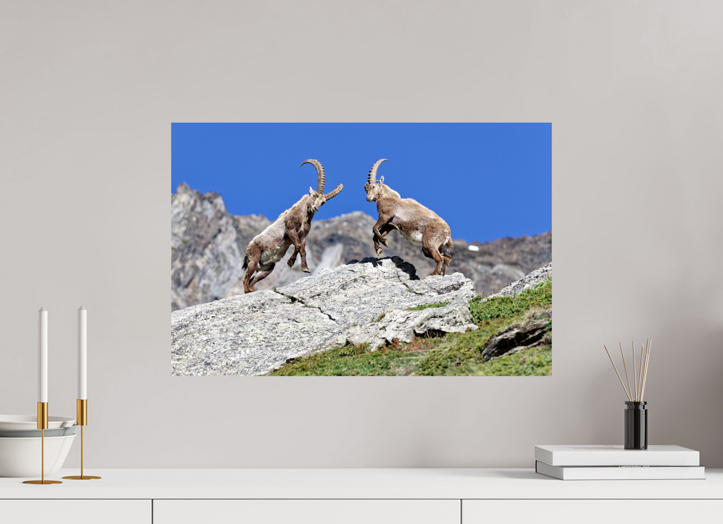 Bouquetin / Ibex