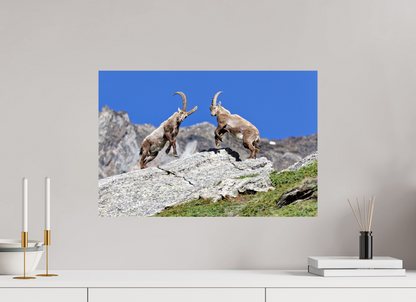 Bouquetin / Ibex