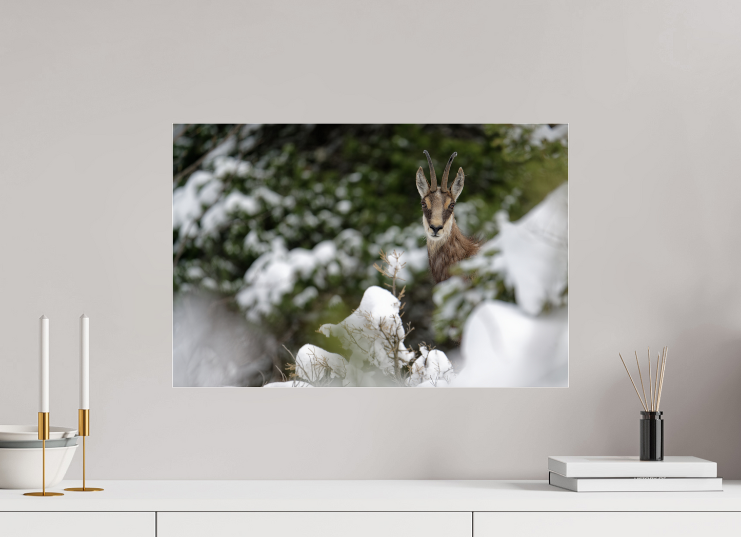 Chamois