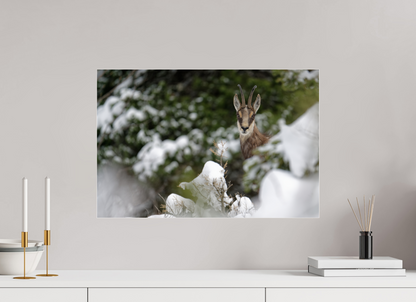 Chamois