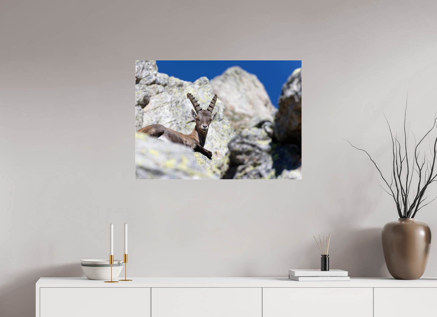 Bouquetin / Ibex
