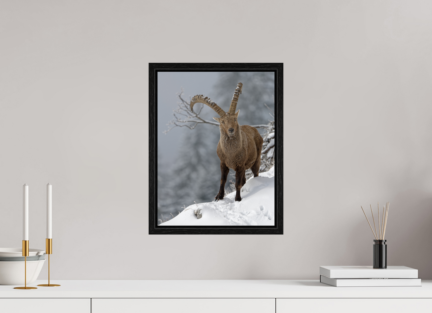 Bouquetin / Ibex