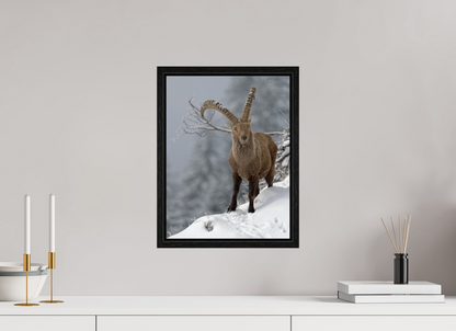 Bouquetin / Ibex