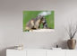 Marmotte / Groundhog