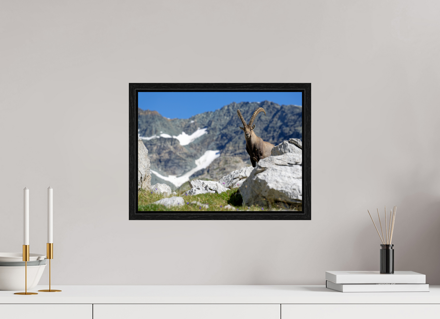 Bouquetin / Ibex