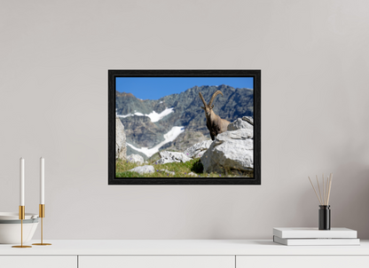 Bouquetin / Ibex