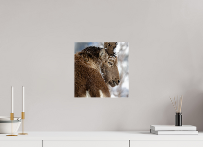 Bouquetin / Ibex