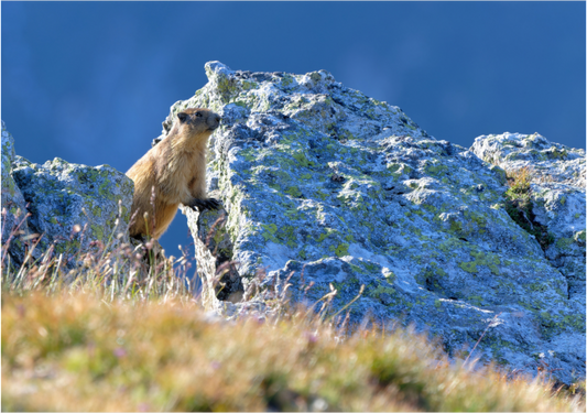 Marmotte / Groundhog