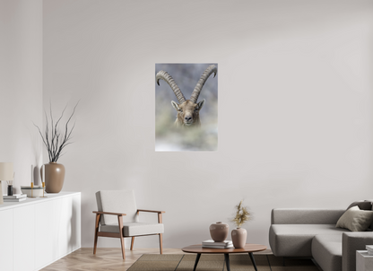 Bouquetin / Ibex
