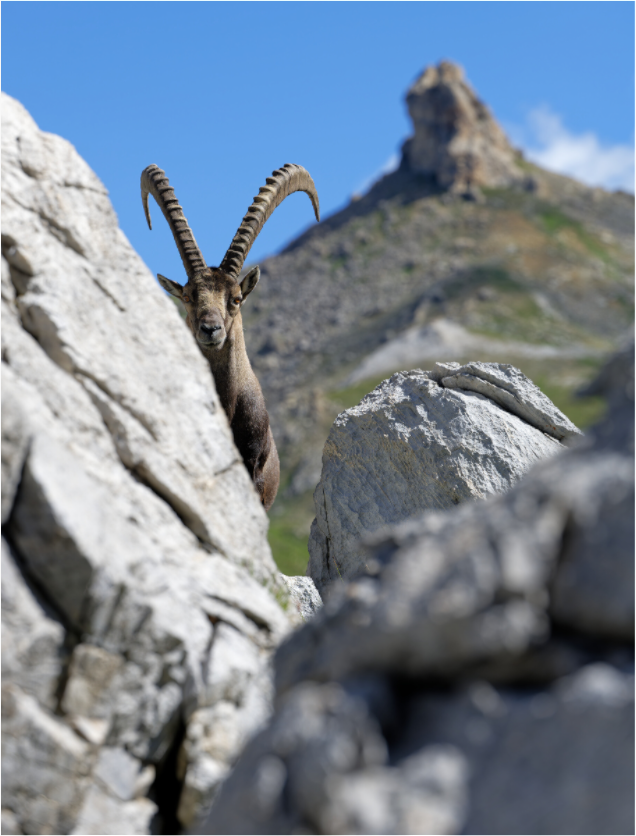 Bouquetin / Ibex