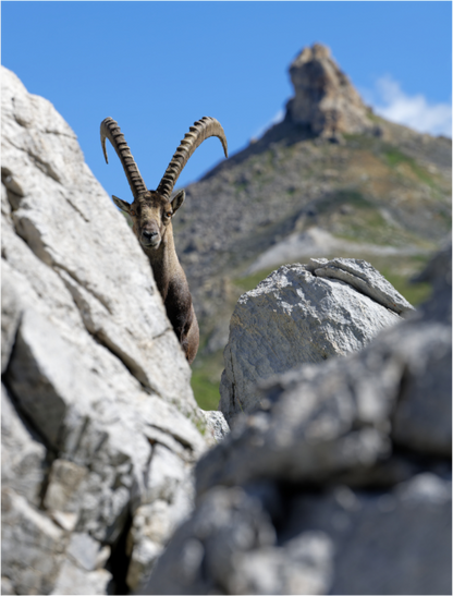 Bouquetin / Ibex