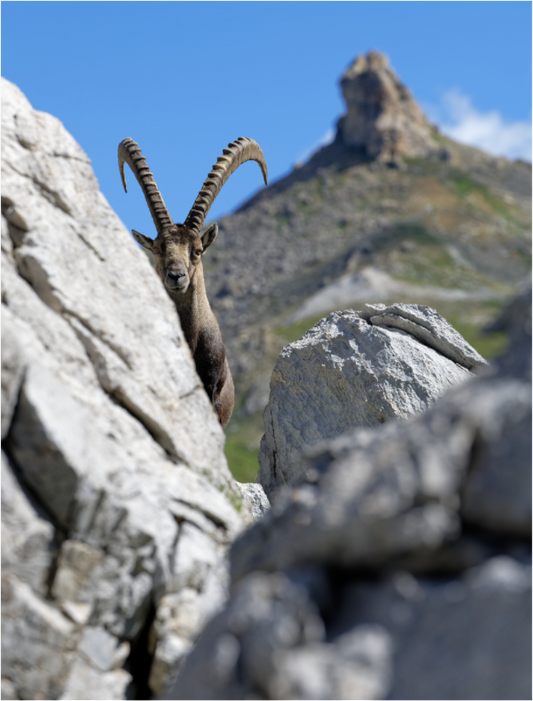 Bouquetin / Ibex