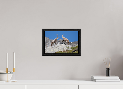 30 x 20 cm, Floater Frame Bouquetin / Ibex