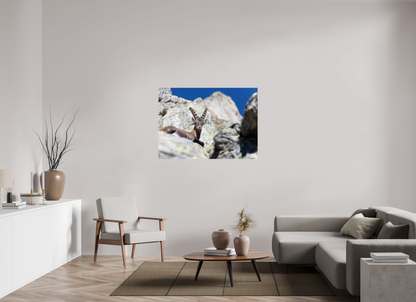 Bouquetin / Ibex