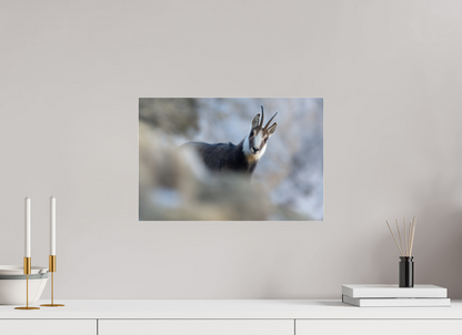 Chamois