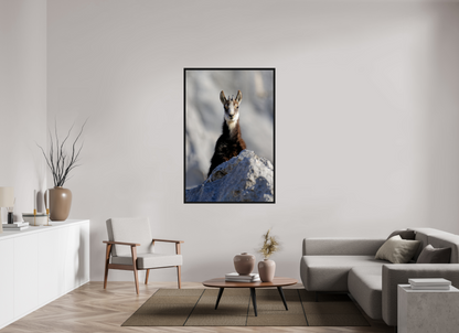 Chamois