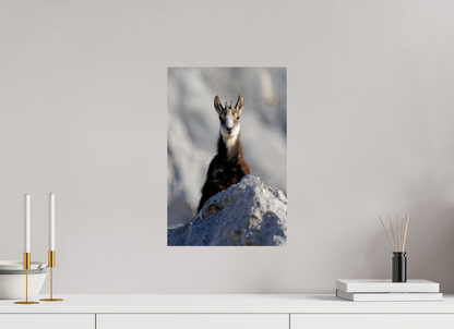 Chamois