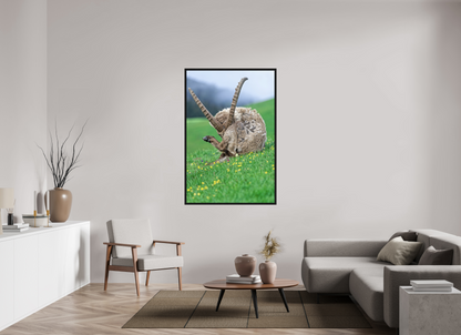 Bouquetin / Ibex