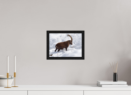 Bouquetin / Ibex