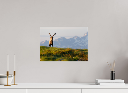 Bouquetin / Ibex