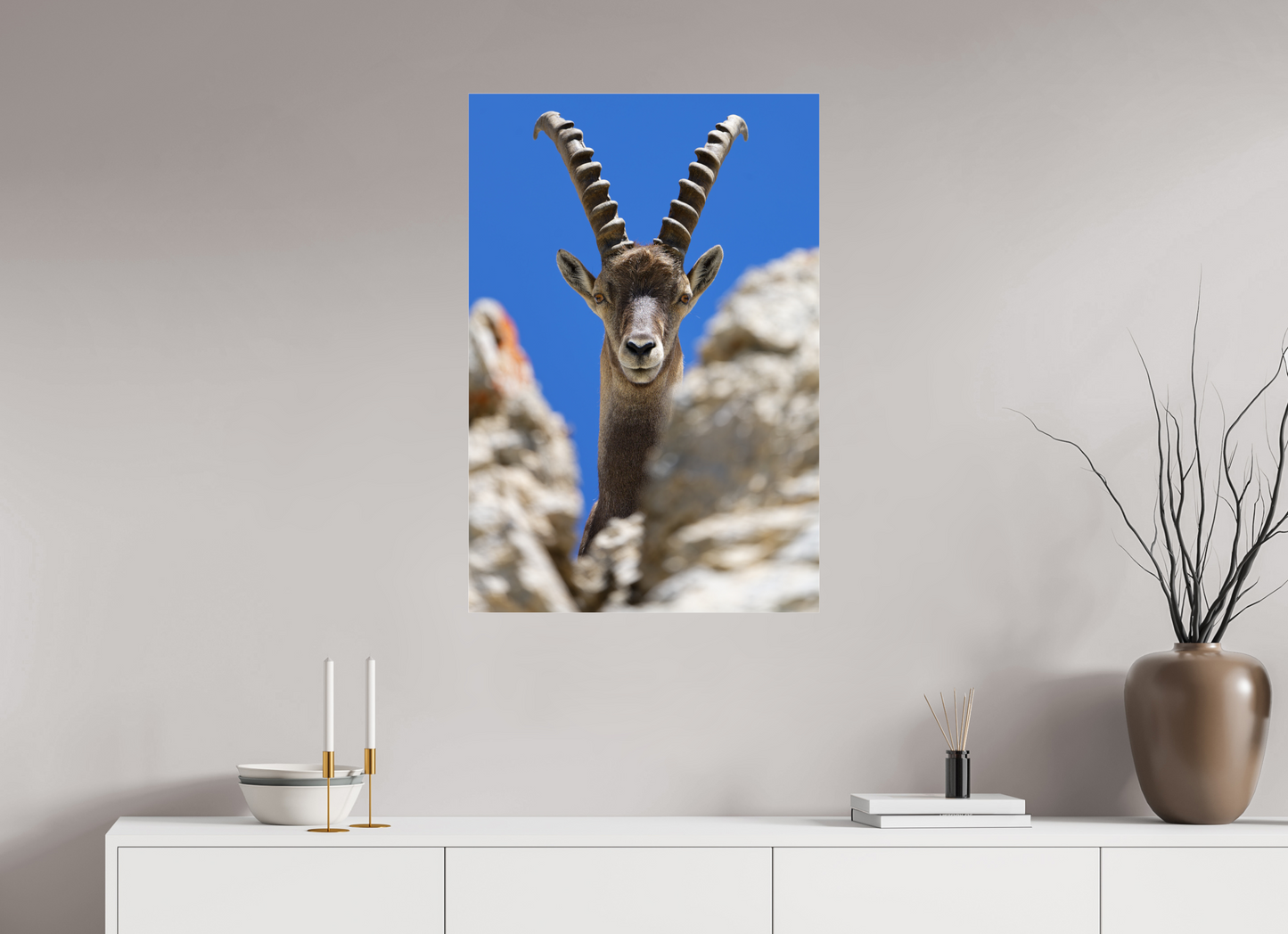 Bouquetin / Ibex