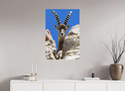 Bouquetin / Ibex