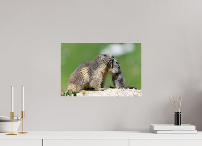 Marmotte / Groundhog