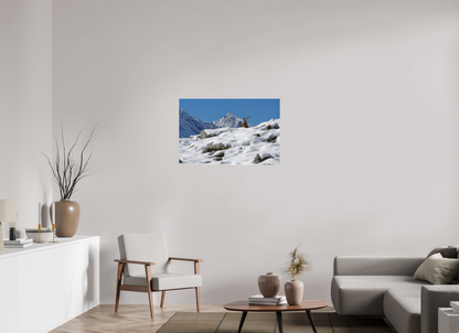 Bouquetin / Ibex