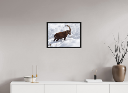 Bouquetin / Ibex