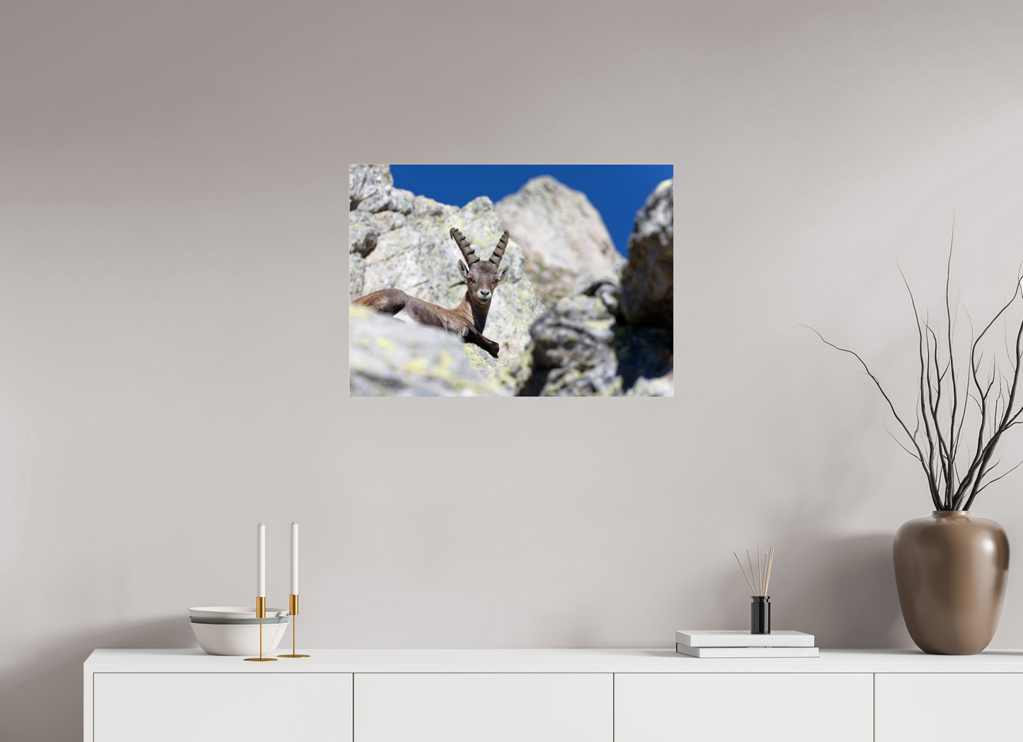 Bouquetin / Ibex
