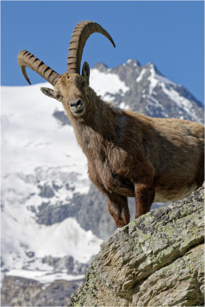 Bouquetin / Ibex