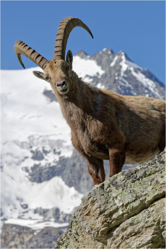 Bouquetin / Ibex