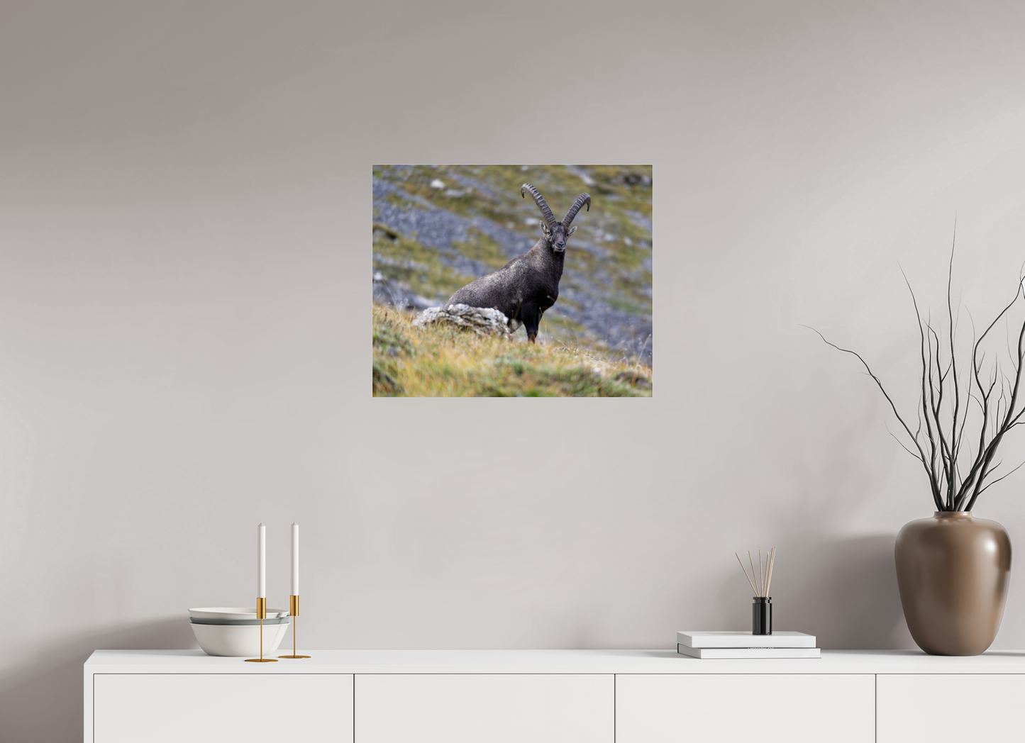 Bouquetin / Ibex