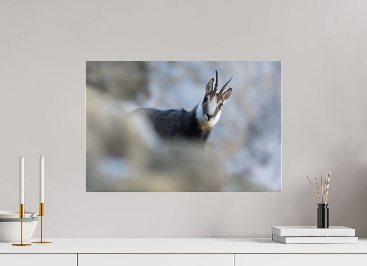Chamois