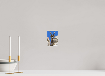 Bouquetin / Ibex