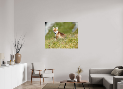 Autres animaux / Other animals