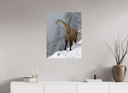 Bouquetin / Ibex