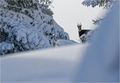 Chamois