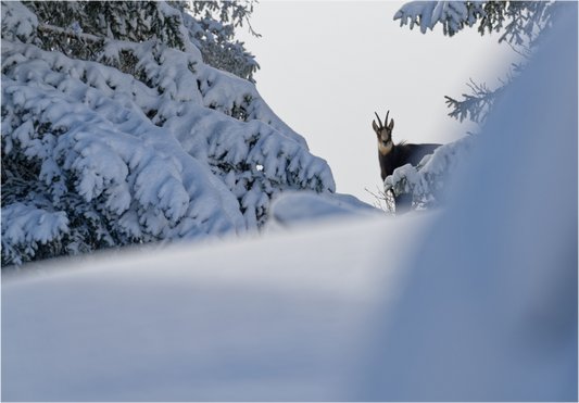Chamois