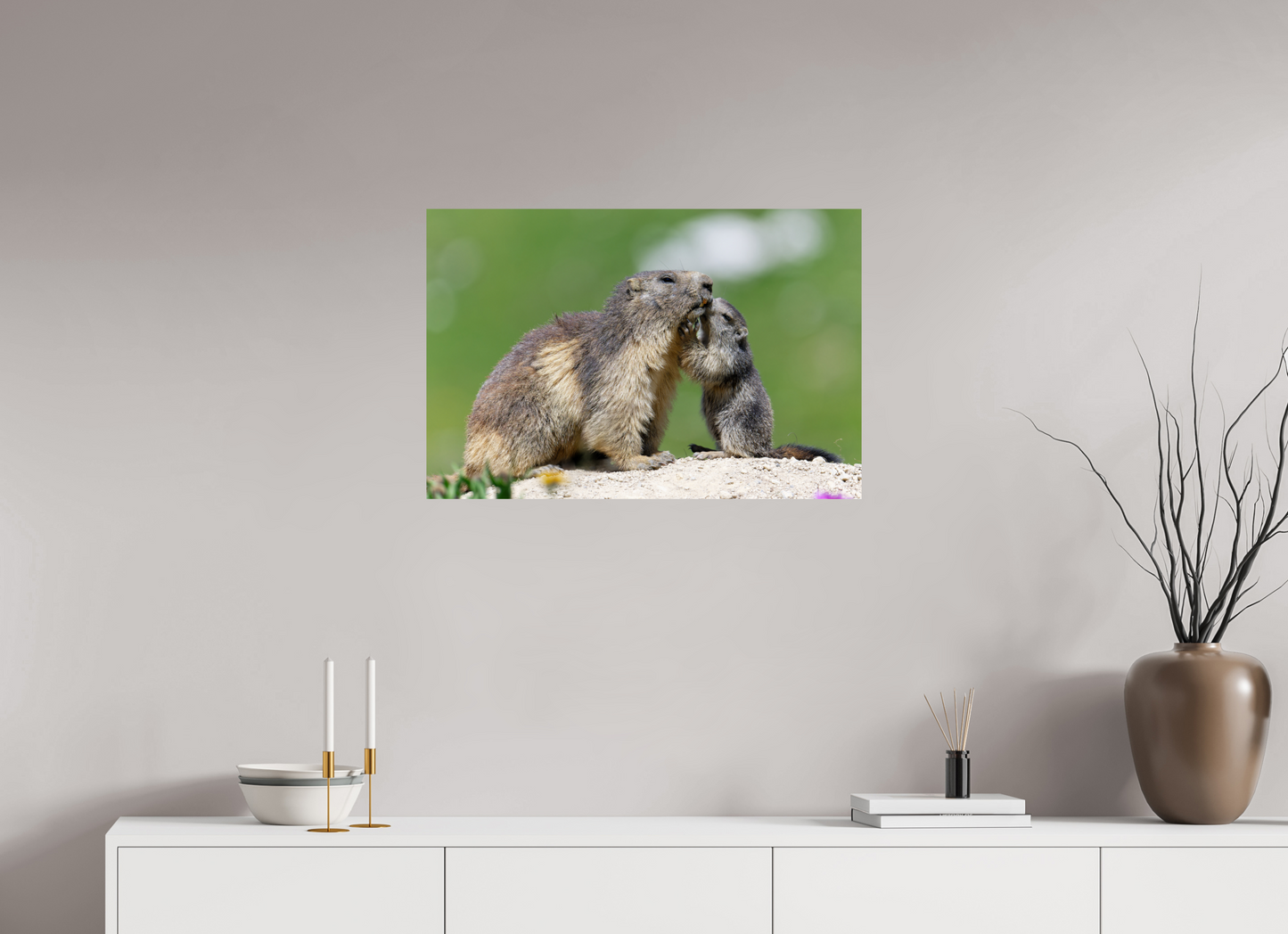 Marmotte / Groundhog