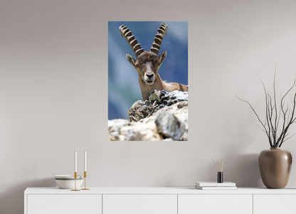 Bouquetin / Ibex