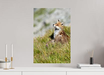 Autres animaux / Other animals