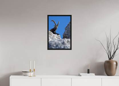 Bouquetin / Ibex