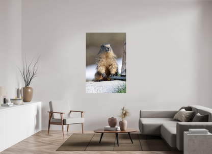 Marmotte / Groundhog