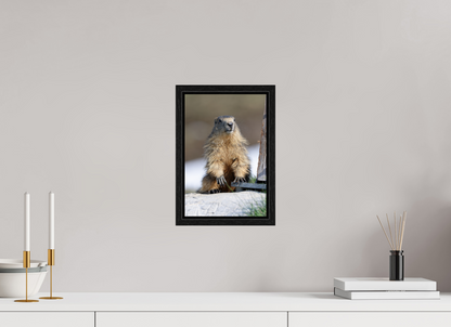 Marmotte / Groundhog