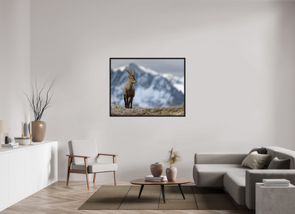 Bouquetin / Ibex