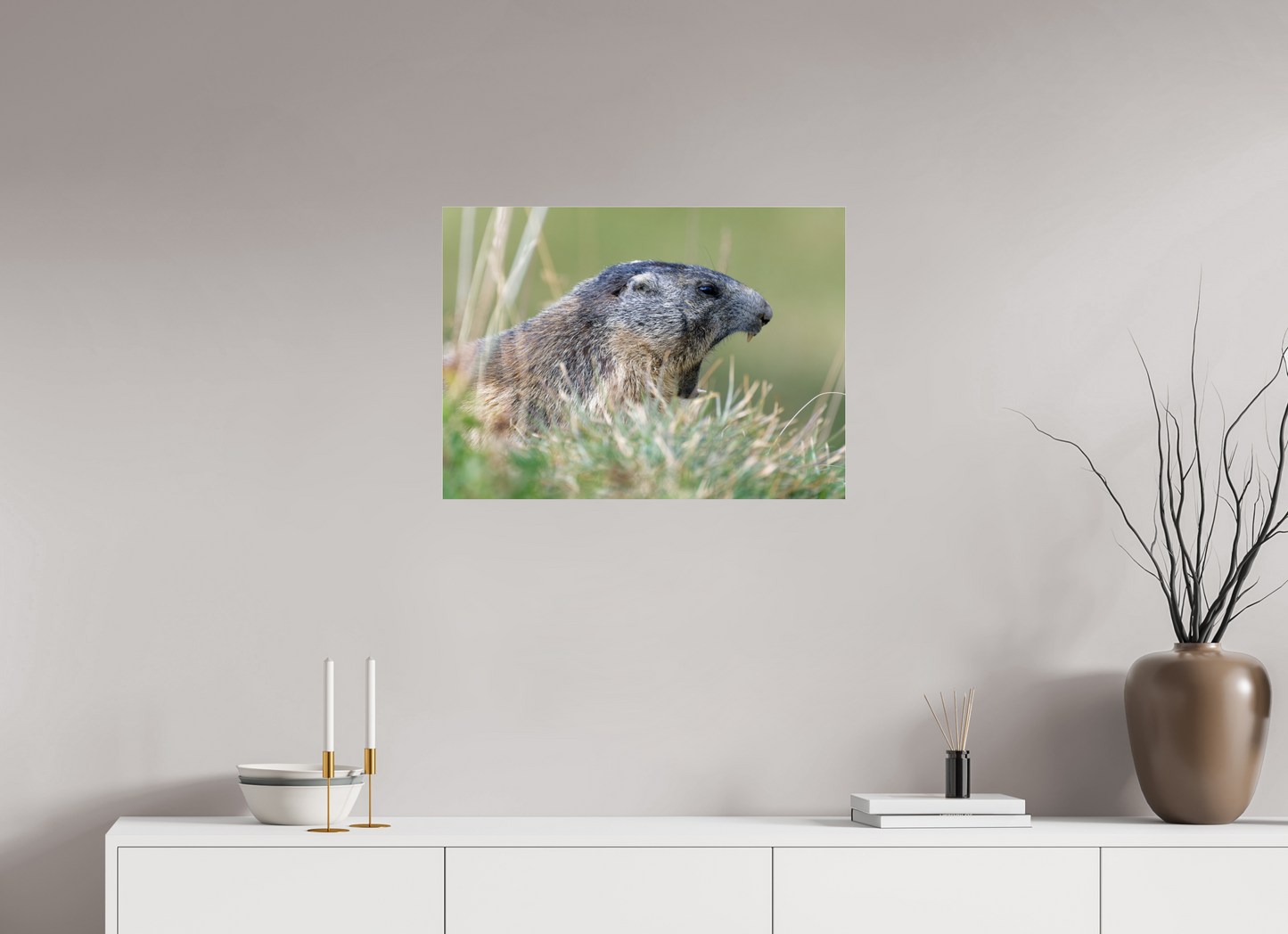 Marmotte / Groundhog