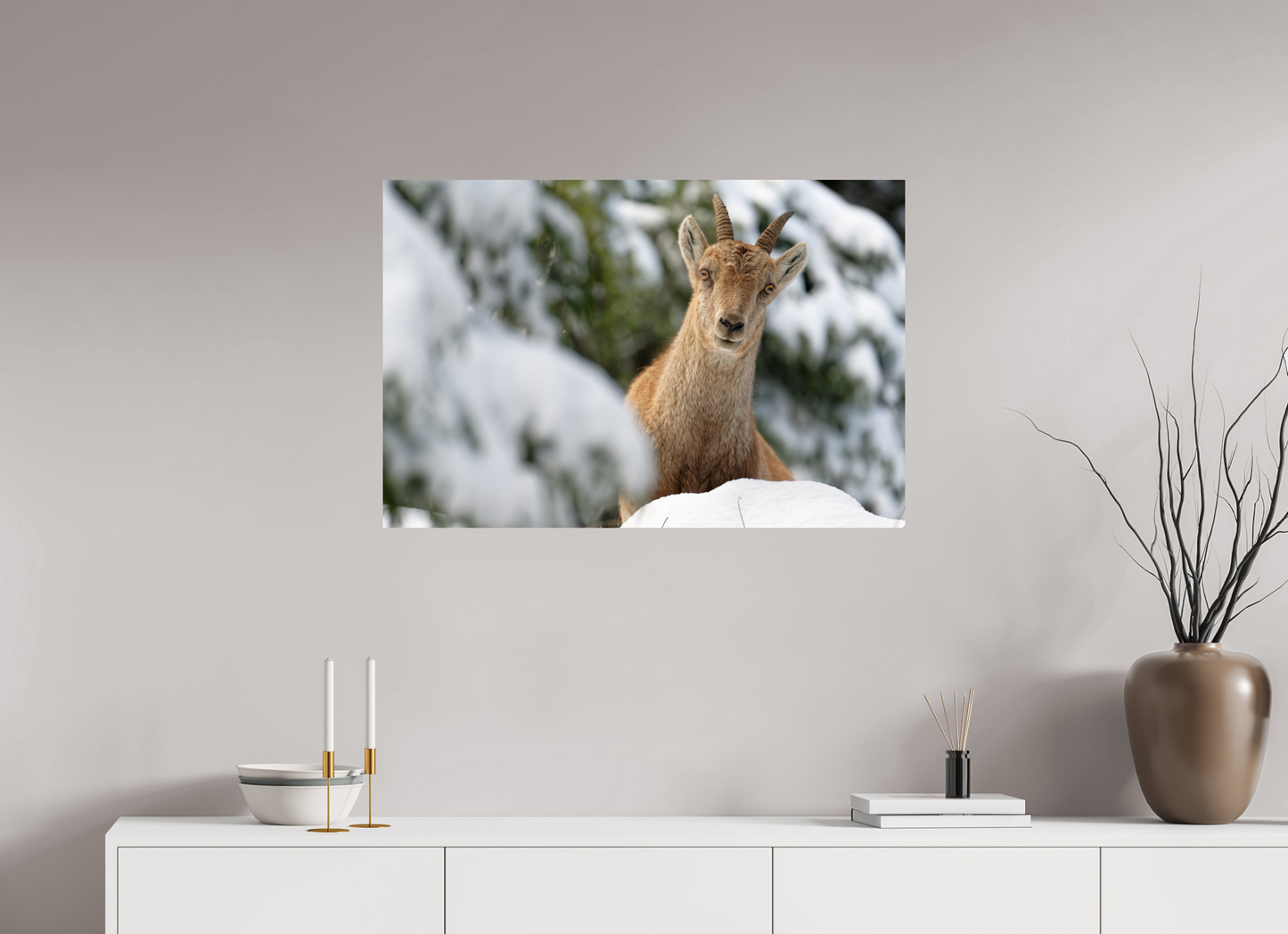 Bouquetin / Ibex