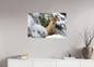 Bouquetin / Ibex